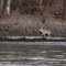 Wildlife on Water's Edge