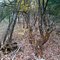 Green Tree (green tree)