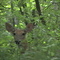 Close up of deer on Blue Trail at Clinton Lake June 23, 2008