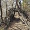 A tunnel of tree limbs on the blue trail