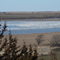 snow geese at Jamestown marsh
