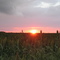 Sunset over a milo field West of Wichita, August 27th, 2006