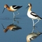 American avocets - Cheyenne Bottoms, Kansas