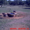 Turkeys @ Water