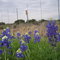 bonnets1