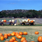 Pumpkin Field at Sweet Berry Farm