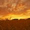 The Wheat Field