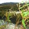 Carnahan Creek