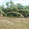 Grass in the Quivira National Wildlife Preserve