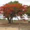 Flamboyan (Delonix regia) no Sitio Serra dos Simoes, zona rural do Municipio de - Araripina - PE - BR - 2010