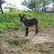 Filhotinho de Burro