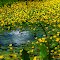 Lago Amarelo 1