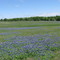 Bluebonnet