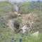 Bluebonnets on Little Creek