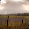 Evening On a Meadow