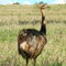 Ema - Reserva Zebu Ecológica