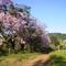 * Paineiras floridas às margens do rio Jordão
