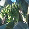 Bananen