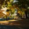 Fall Colors