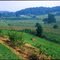 TACF Price Farm, Meadowview
