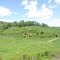 Meadow near Meadowview