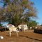 Cows in Corredor de Rodrigo