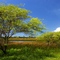 Corrego do Rodrigo,Landscape,Nimra Mhad, Properties, www.brazilianbeach.com.br