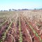 Lavoura de soja, plantio direto sem mulch - Conquista MG.