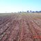Lavoura de milho, plantio direto sem mulch - Conquista MG.