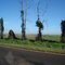 Arvores Estranhas, Rodovia SP 333, Tarumã - SP