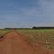 Panorâmica - Canavial