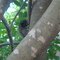 Macaquinho-Mata da Cachoeira Acaba Vida-Barreiras-BA