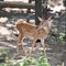 Fawn at Bear Paw