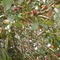 JAMBO A MAÇÃ DO PARÁ