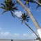 Palmeritas do Morro (Praia do Encanto)