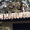 Cactos no telhado - Batoque - Fortaleza