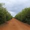 Estrada da confiança em Campos Sales - Ceara