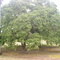 Pequizeiro Centenário Da Fazenda São Lourenço