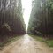 ESTRADA NA FLORESTA DO LOBO