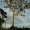 Tree,Árvore.Castanheira.