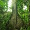 Sumauma na Comunidade São Domingo em Belterra - Floresta Nacional do Tapajós