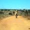 GRANDE BOUVINO PASSEANDO PELO LEITO DA ROD. MA - 333 ZONA RURAL DE JATOBÁ - MA BRASIL