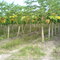 Plantios de mamão em Eunápolis - BA