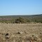 Deer, Yolo Ranch
