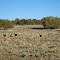Deer at Yolo Ranch 2