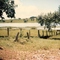fazenda do tonho mg