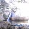 CACHOEIRA DO POÇO DO GALO( CHICO SÁ MG )
