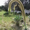 _Agave attenuata_  | Planta muito exótica