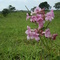 Destacando-se na paisagem