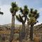 Joshua Trees 2